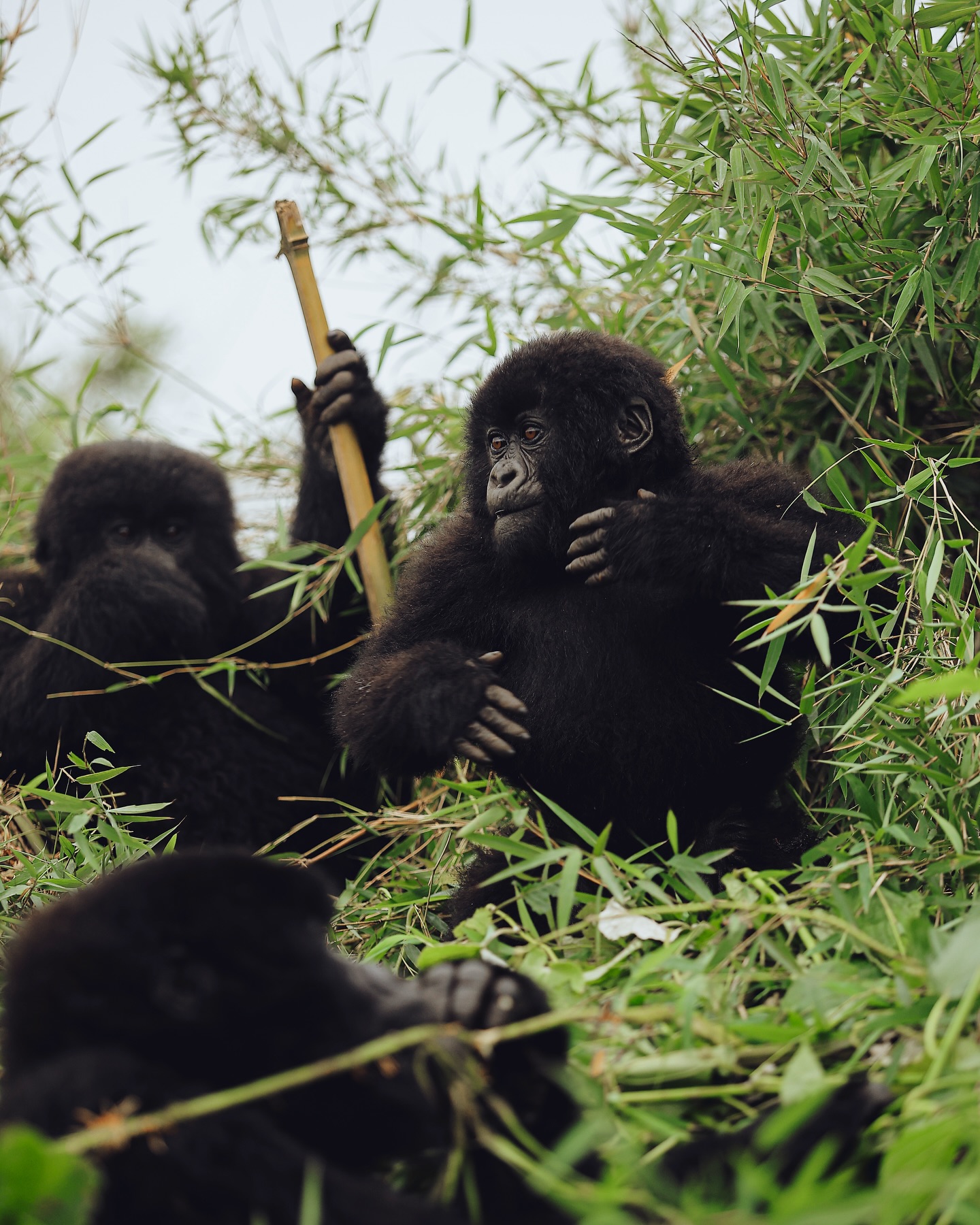 3- Day Rwanda Gorilla Trek