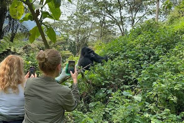 4 Days Luxury Gorilla Tour in Rwanda | Private Volcanoes National Park Safari