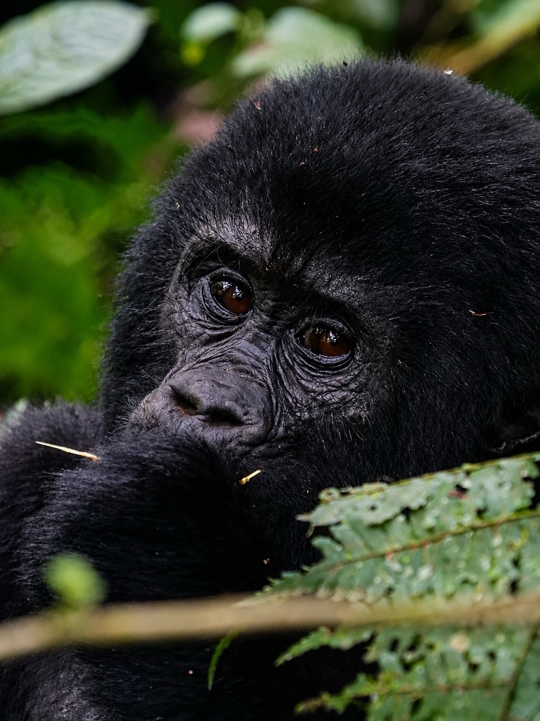 4-Day Double Gorilla Trek