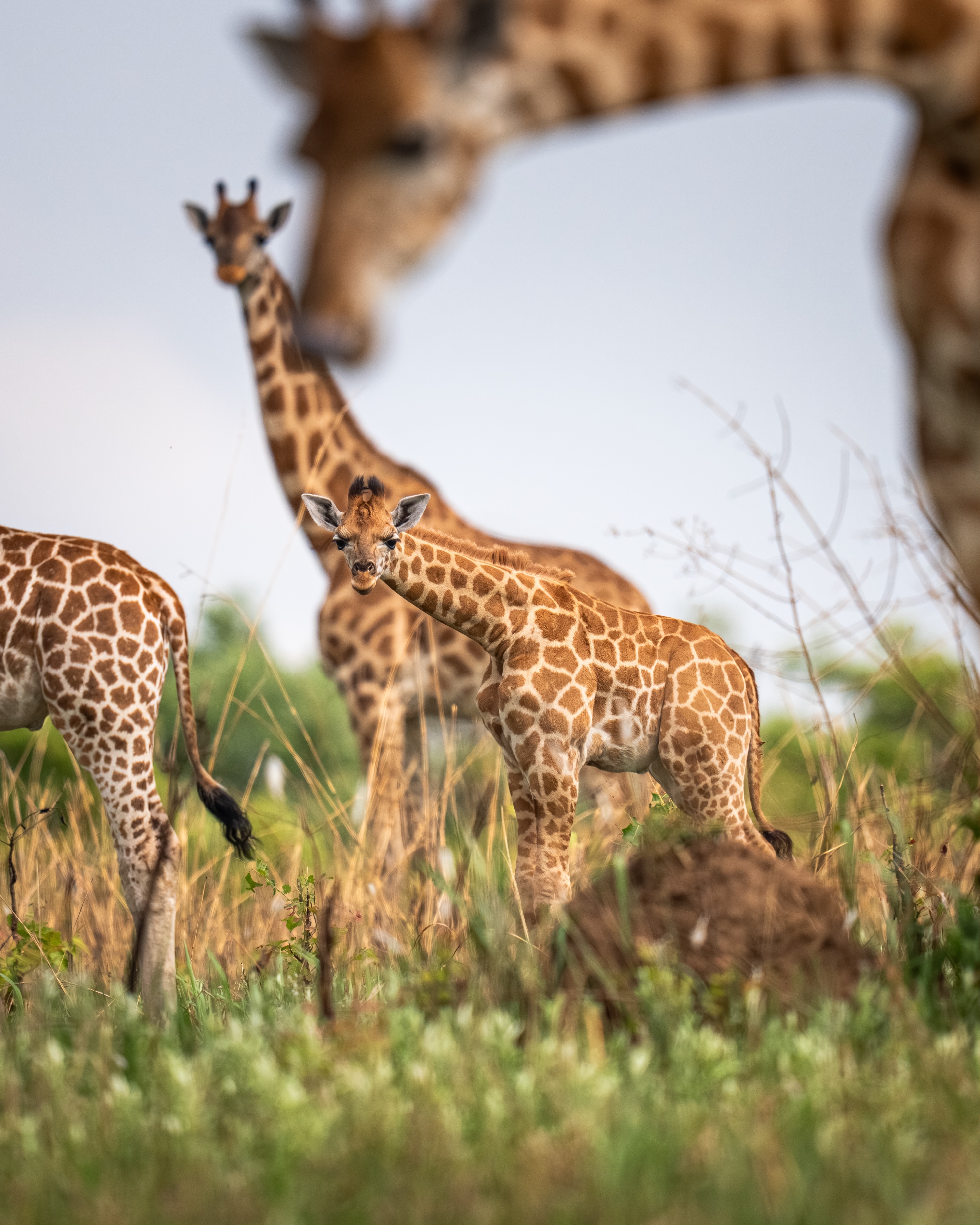 4-Day Rwanda Big Five Safari — Akagera National Park 