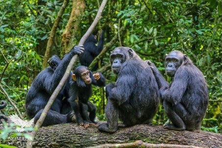 8- Days Uganda Gorilla & Chimpanzee Combo