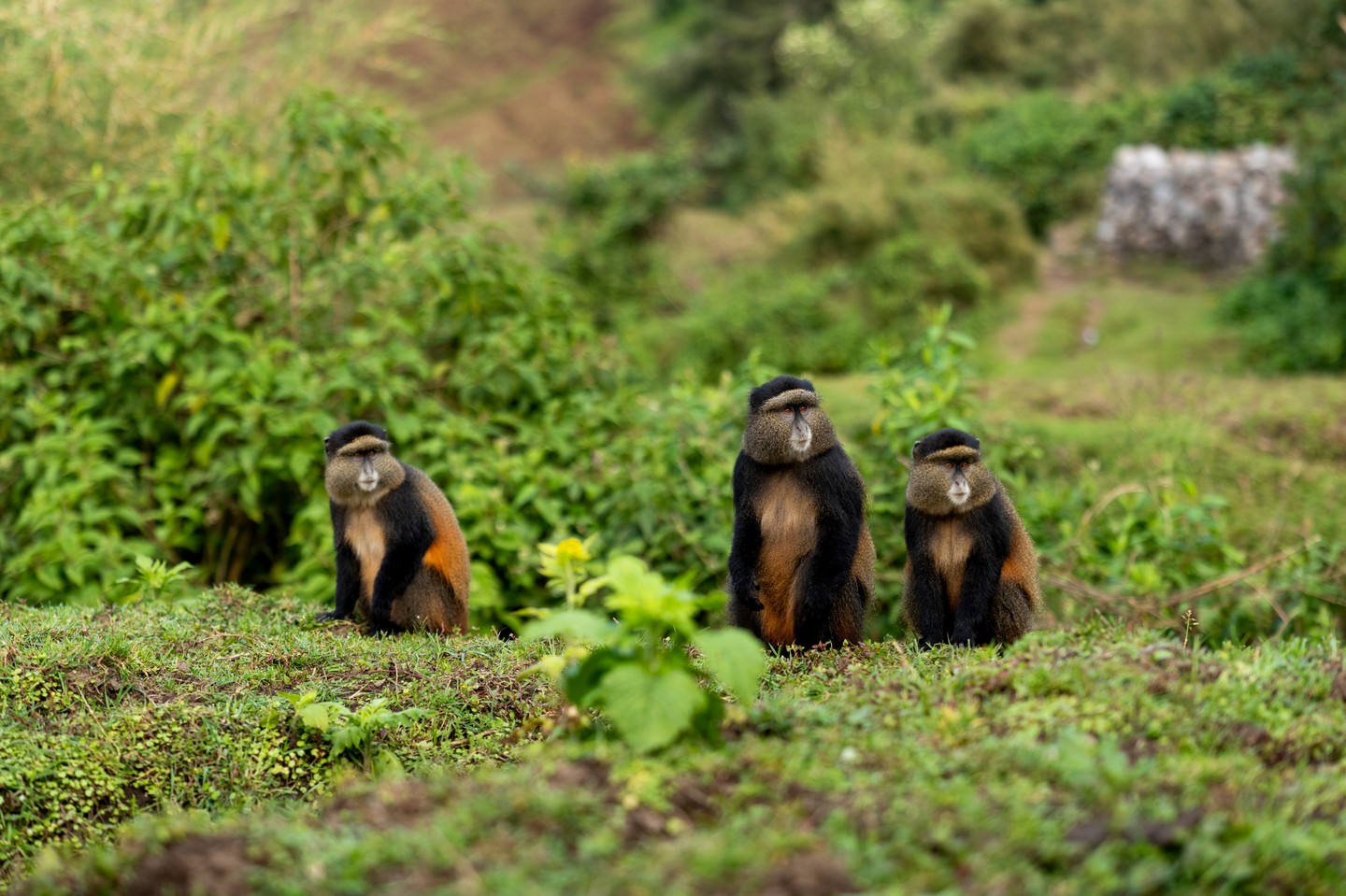 1-Day Golden Monkey Trek from Kigali   