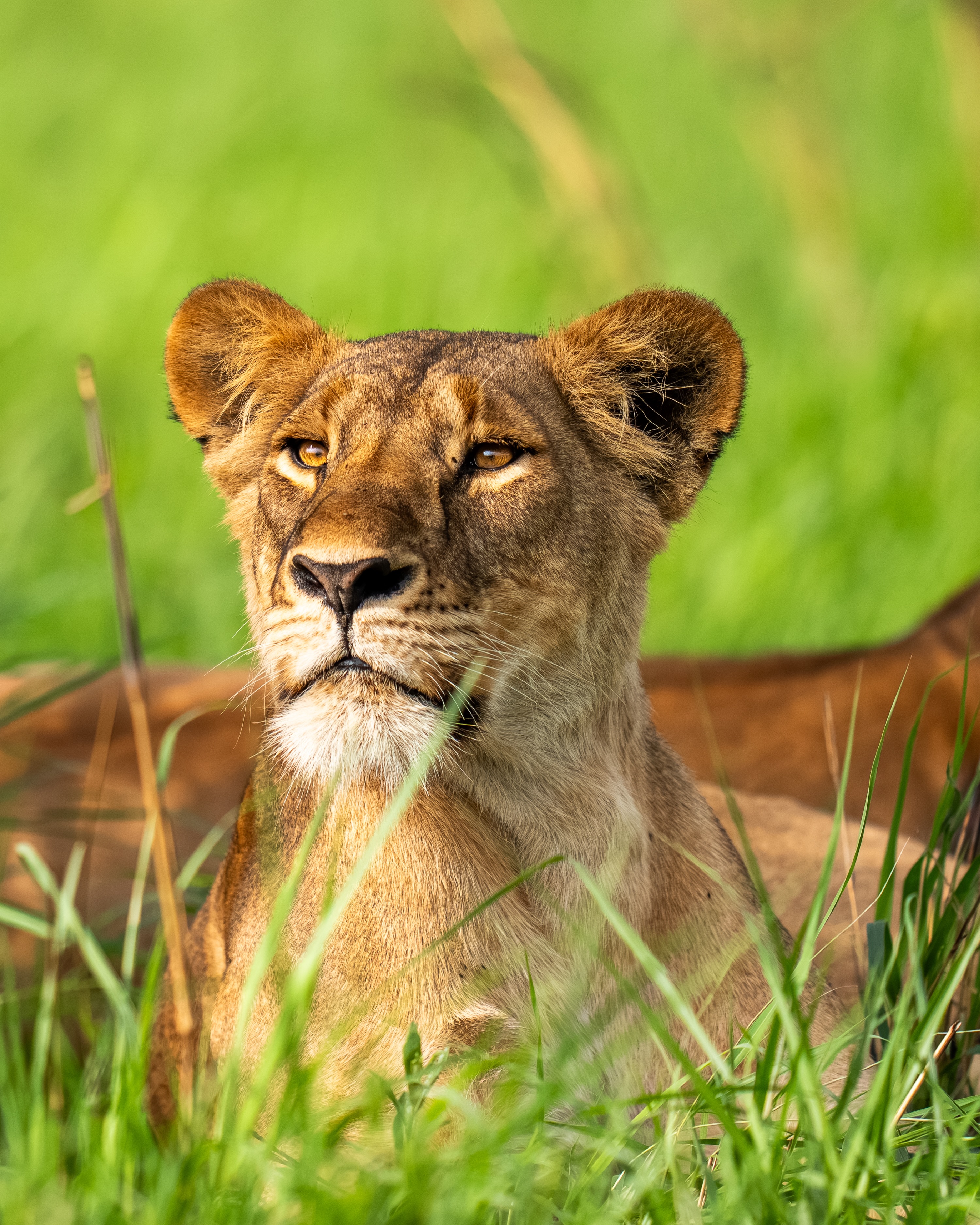 8- Day Best of Rwanda Safari 