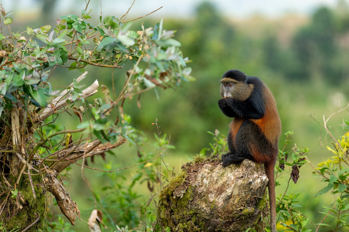 Golden Monkeys and the Smaller Treks of the Virungas