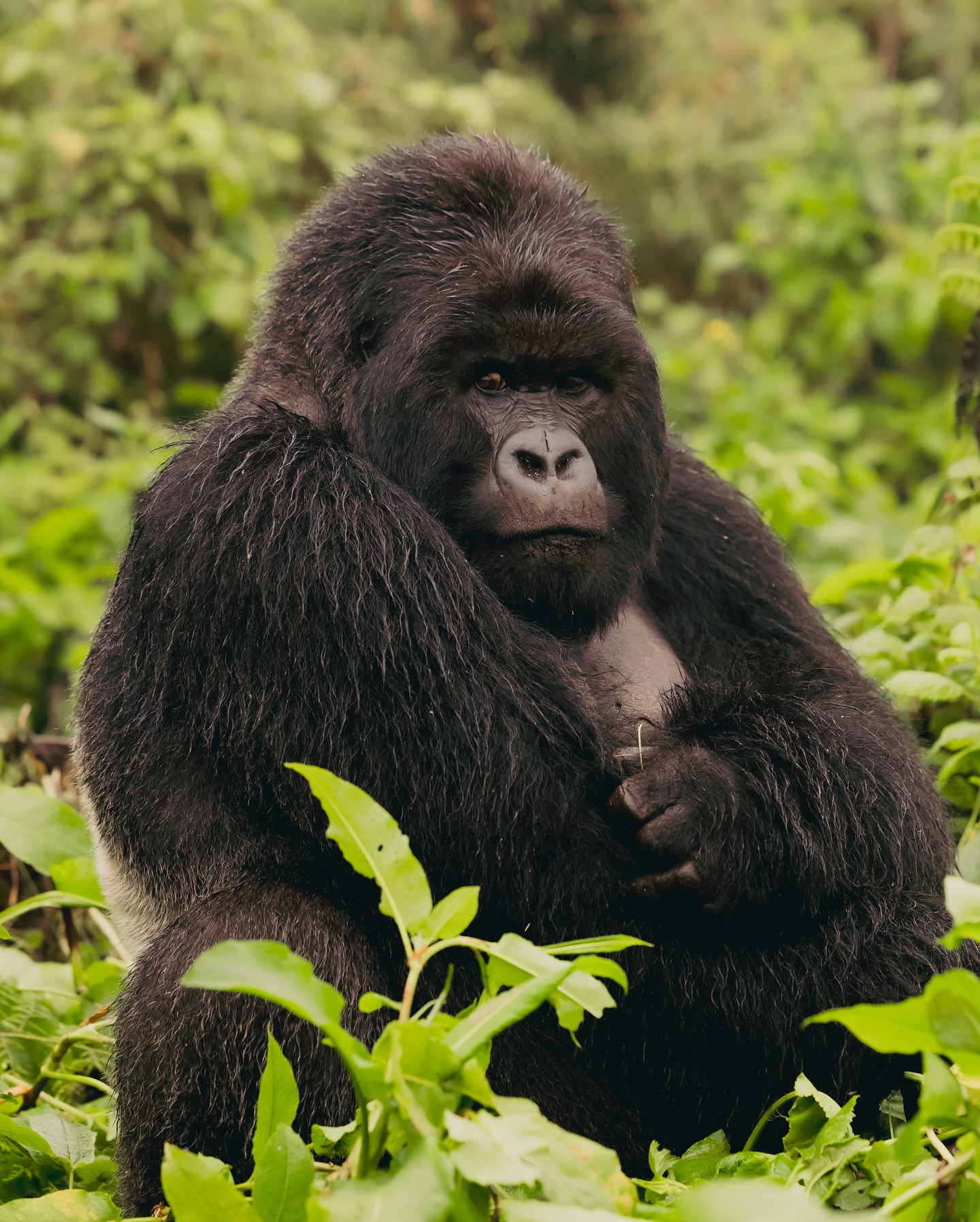 Beyond the Gorillas: Rwanda's Akagera Revival