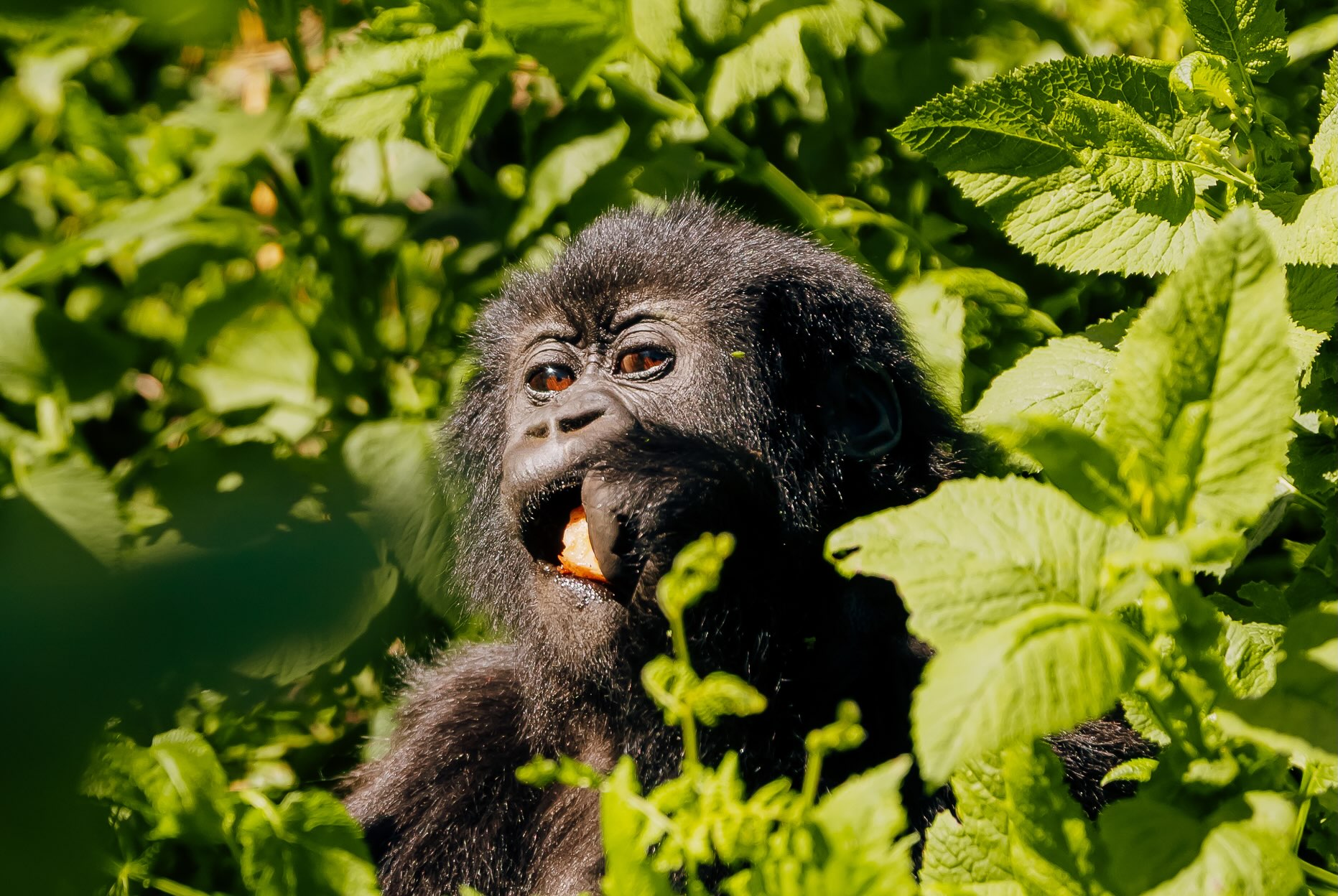 2-Day Bwindi Gorilla Trek from Kigali