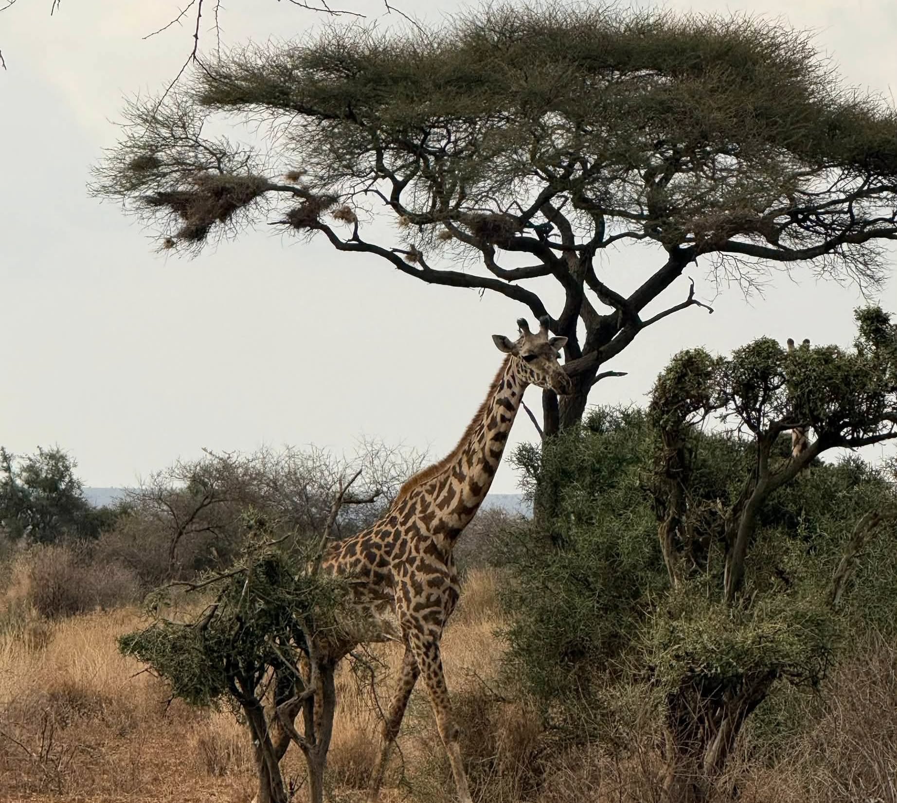 Queen Elizabeth National Park