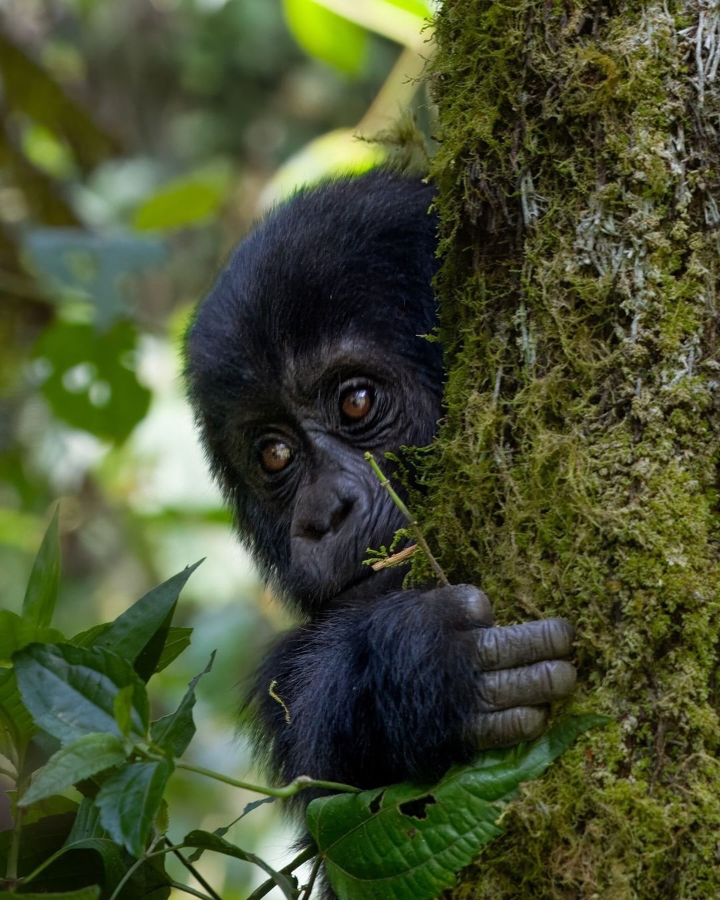 Bwindi Impenetrable National Park