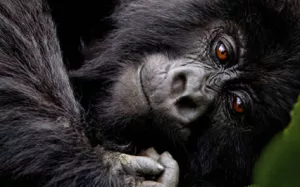 is gorilla trekking worth the money? 