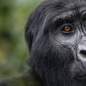 1 Day Rwanda Gorilla Trek