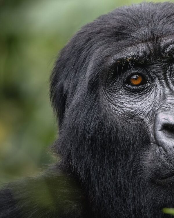 1 Day Rwanda Gorilla Trek